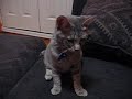 Cute Little Tabby Cat