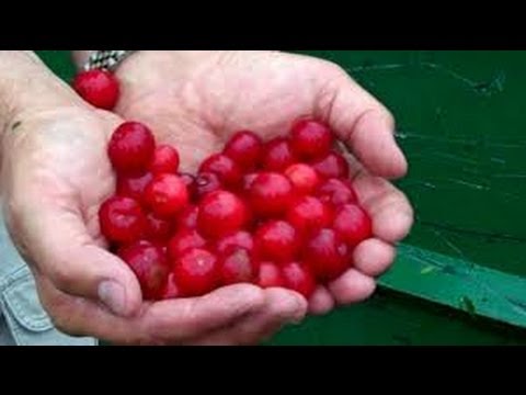 Что такое подагра: чем лечить подагру ~ питание, диета при подагре