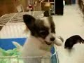 Perro que dice agua