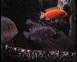 il mio acquario di ciclidi malawi fishes cichlids