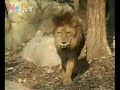 Tiger vs Lion.