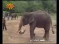 elephant soccer