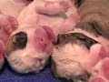 parto por cesarea bulldog ingles parto por cesarea bulldog ingles