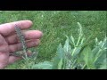 Awesome Salvia Trip