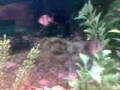 12 Mato Grossos, 4 Acarás Bandeira, 4 Tetras Pretos, 3 Platis... 