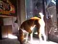 Basenji video