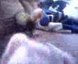 videos de My 2 Ferrets!!!