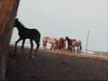 2009-04-12 Akhal-Teke filly (Myrat-Akkol), 1 wk old