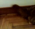 How to Disturb the Dog
