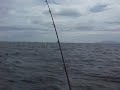 Kawau Workup