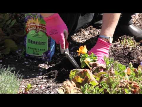 how to transplant pansies