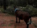 Antonio Valero treballant a Corbera de LLobregat amb la Mula, netejant una franja de protecció.