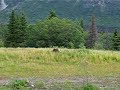 Bear eating dandelions