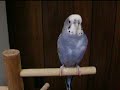 Ringo the parakeet