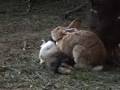 videos de Pippi, Gervaso, Nestore resting in the garden