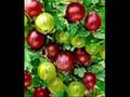 Fruit en appat