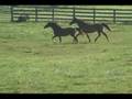 Little Corner Farm's Silly, Linandi, Roy Holsteiner Mares