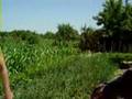 videos de Poezia lu nea` Gica.wmv