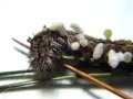 ツガカレハ幼虫に体内寄生していた蜂の造繭＠接写 parasitic wasps spinning cocoons