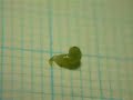 ツガカレハ幼虫に体内寄生していた蜂の造繭＠接写 parasitic wasps spinning cocoons