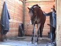 My Horse likes to be massaged