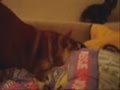videos de Shinju en Kootje - Yama no Kami Shiba's