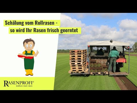 Schälung vom Rollrasen - Rasenprofi zeigt wie