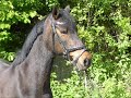 Ranchens H�star