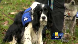 Md. Therapy Dogs To Help Sandy Hook Community Cope