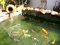 my koi fish