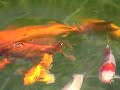 my koi fish