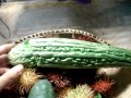 Type 2 Diabetes Cure: Eat Raw Bitter Melon Fruit Every Day