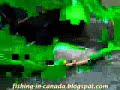 Steelhead Fish In Canada Steelhead Fish In Canada