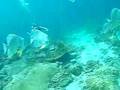 Longfinned Batfish ツバメウオ