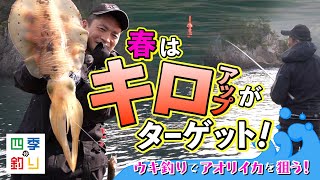 ウキ釣りでアオリイカを狙う！春はキロアップがターゲット！（四季の釣り/2024年5月3日放送）