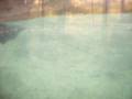 WV Wildlife Center - Otters Pt 2