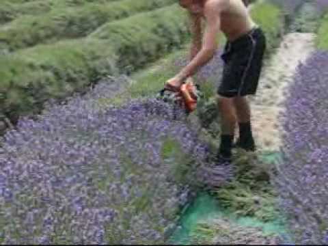 how to harvest and use lavender