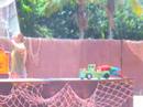Scarlet Macaw having car trouble... but fixes engine ;-) Scarlet Macaw having car trouble... but fixes engine ;-)