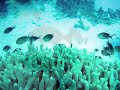 La Grande Barri�re de Corail