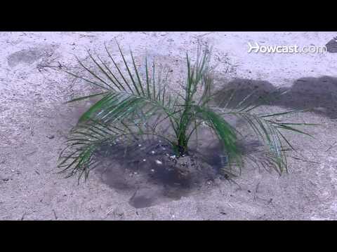 how to replant a pygmy palm