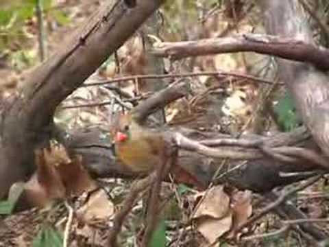 Birds of Beaver Pond 1 - The Hand ...