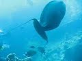 Scuba Diving in Indonesia