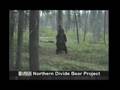 This is real! Bear, dancing! Tanzende Bären