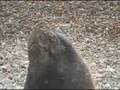 videos de «Lobos marinos en Caleta Olivia -Sep08-4/4»