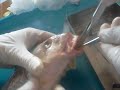 Abriendo una corbina parte 2 Abriendo una corbina parte 2
