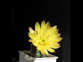 Echinocereus subinermis_small Echinocereus subinermis_small