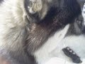 zazdrosny syberian husky