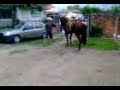 caballo alazan bailador..!!!