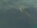 Dolphins