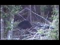 Bear Hunt on Haida Gwaii No. 3